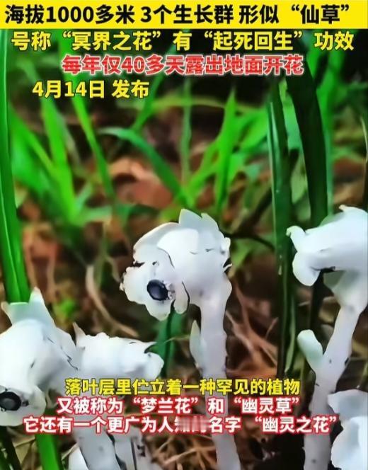 近日，江西省抚州市乐安县金竹畲族乡严杭村的村民进山走到老虎脑省级自然保护区深处，