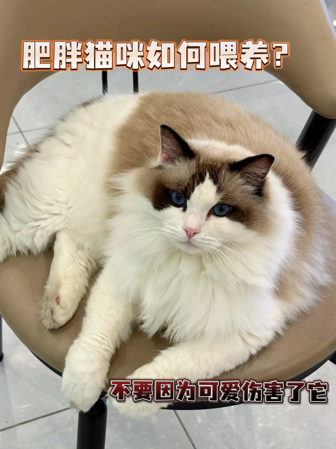 猫咪肥胖？通过低脂猫粮帮助减重与健康管理