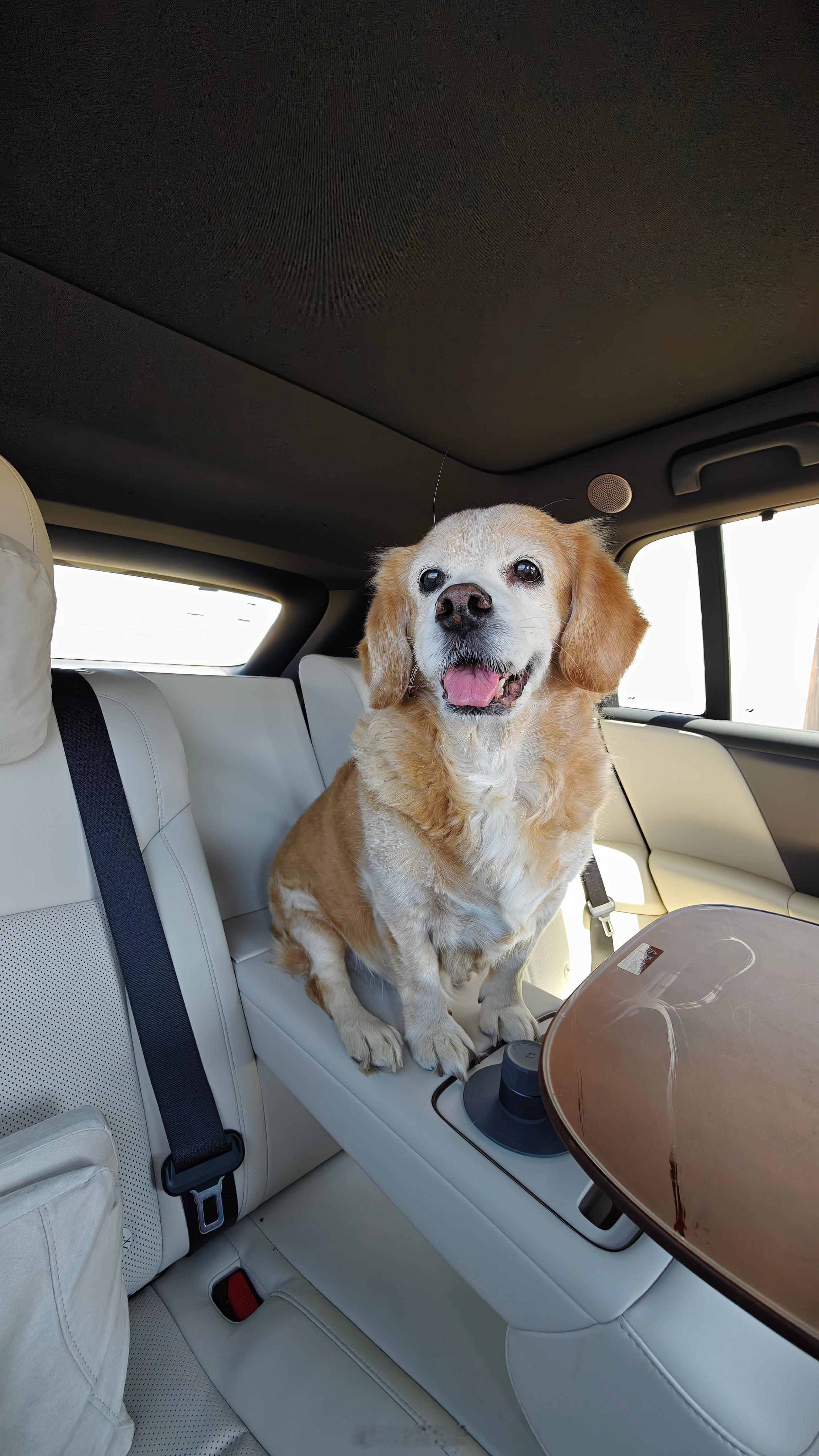 扶手上挺舒服时哥大女儿小可（狗）时睦华的理想i6