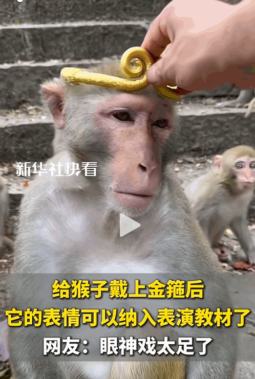 “彻底解释不清了！”贵州，一男的拿着个金箍往猴子头上一戴，想看看猴子戴上金箍是是