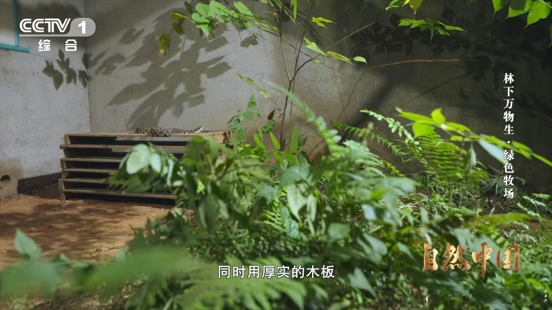 能晒太阳躲雨的仿生态蛇园啥样他们给野生异蛇建了个生态园 异蛇的“天然庇护所”！永