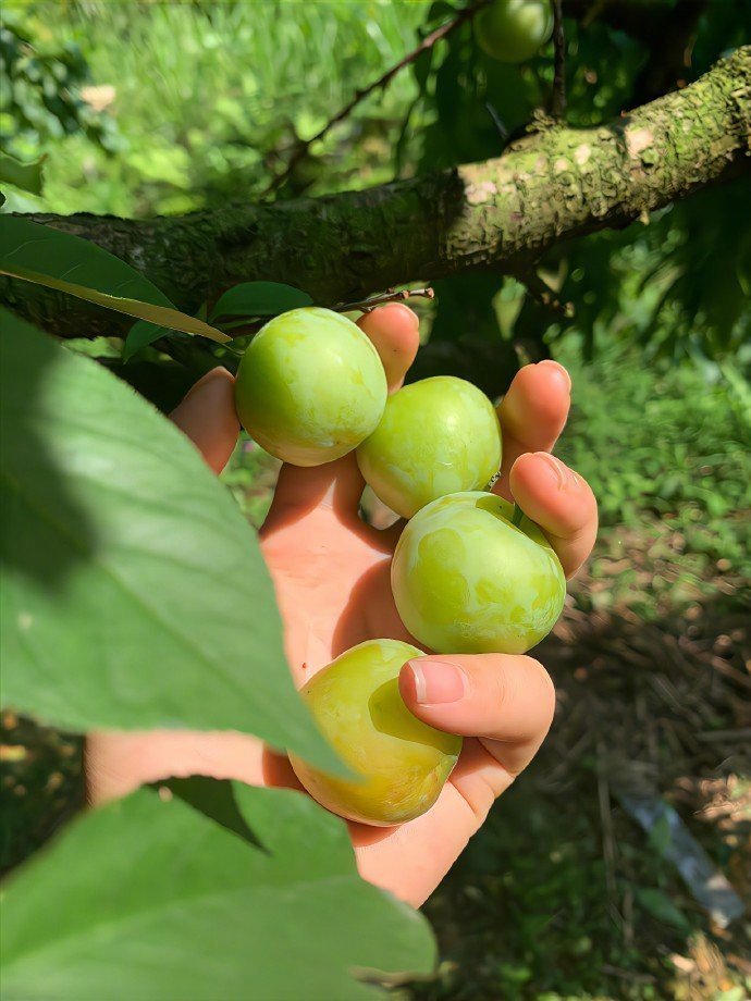 “ 被植物治愈的夏天 ...​​​” ​​​