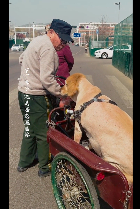 【10岁金毛走不动路了，老人就拉着三轮车载着它出门，笑容太治愈了】3月7日在山东