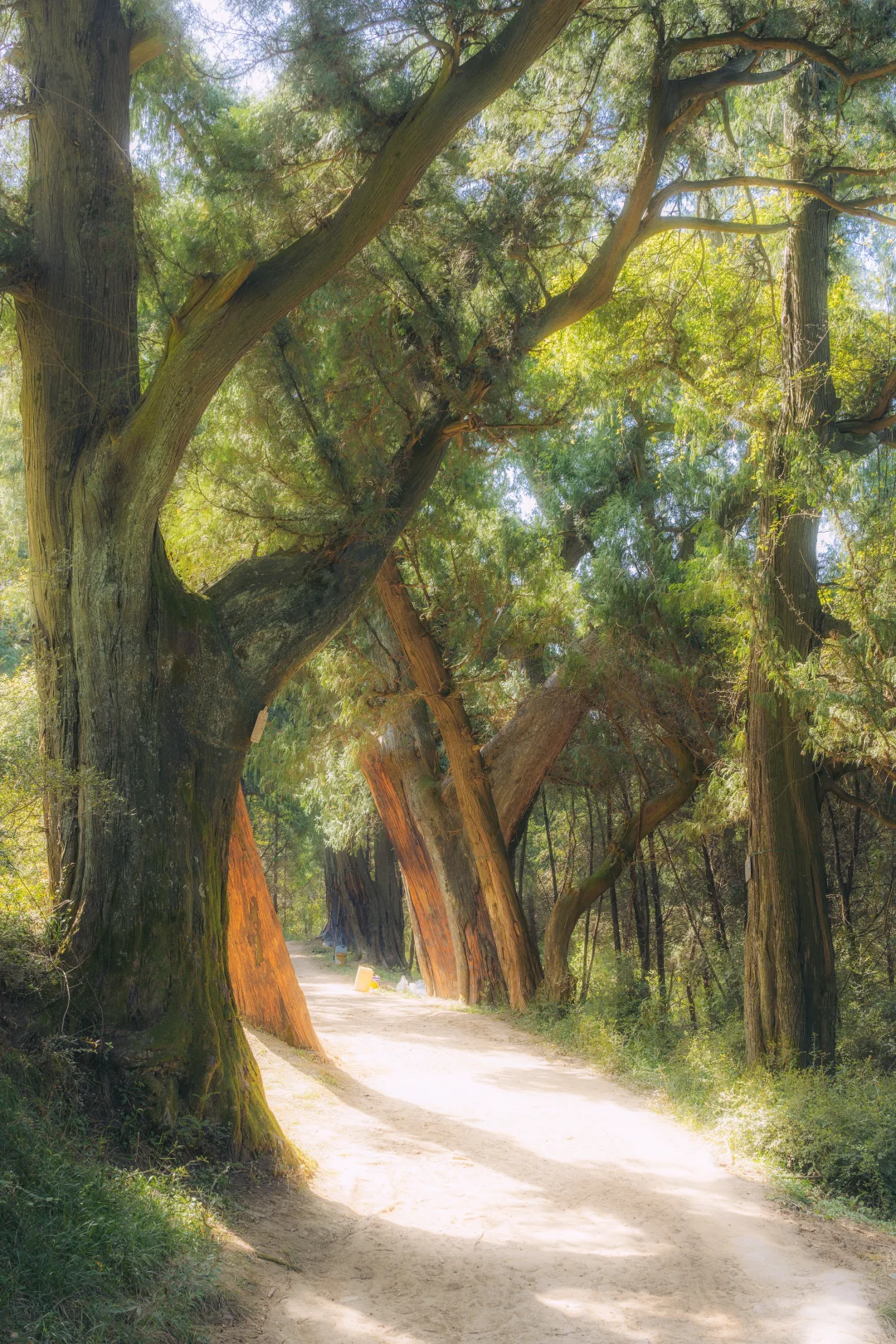 听说这里的树见过杜甫🌳