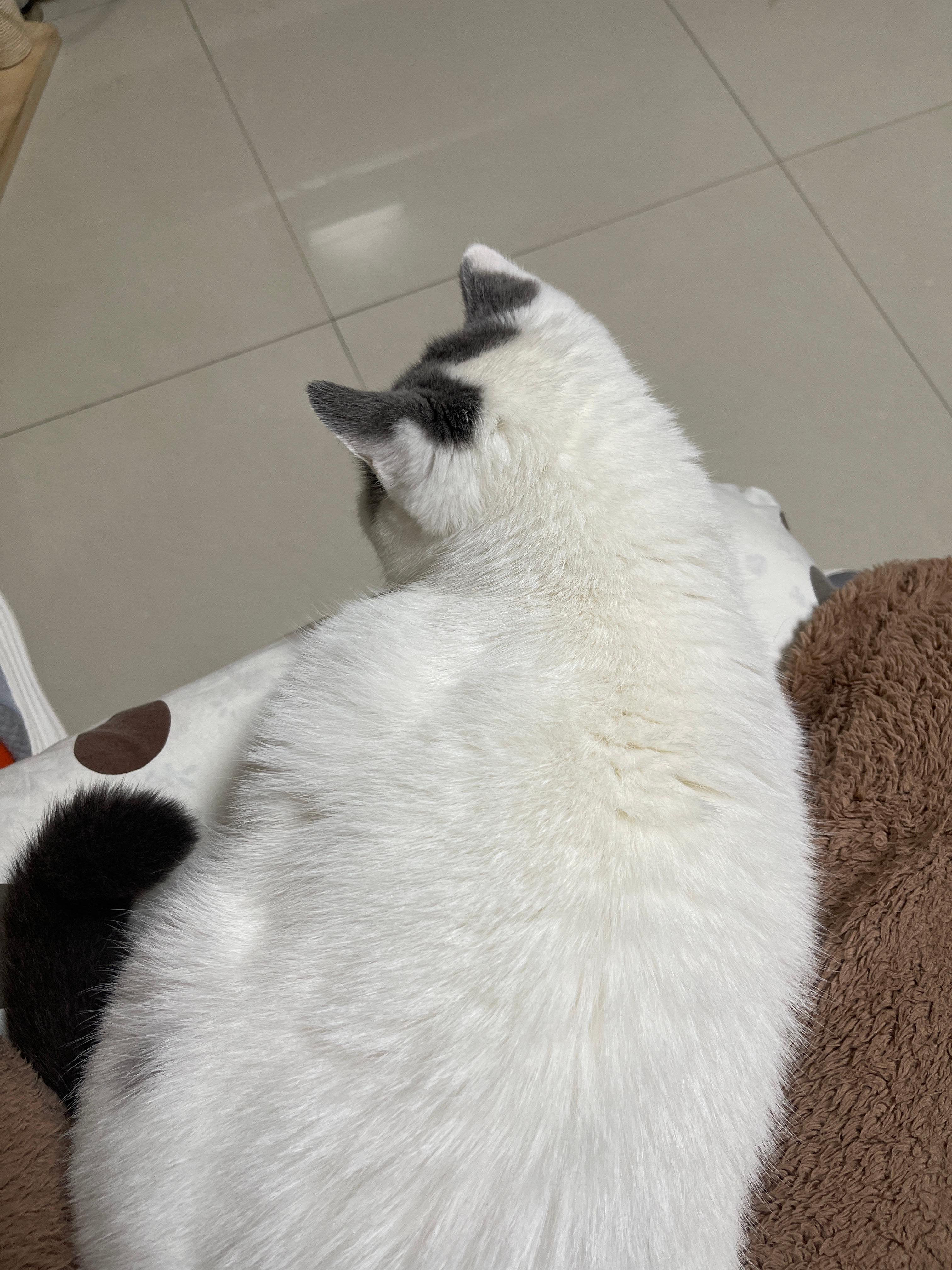 我发现去我姥爷家喂猫这件事，真的很消耗我的能量，泡完脚才八点半，我就困的东倒西歪