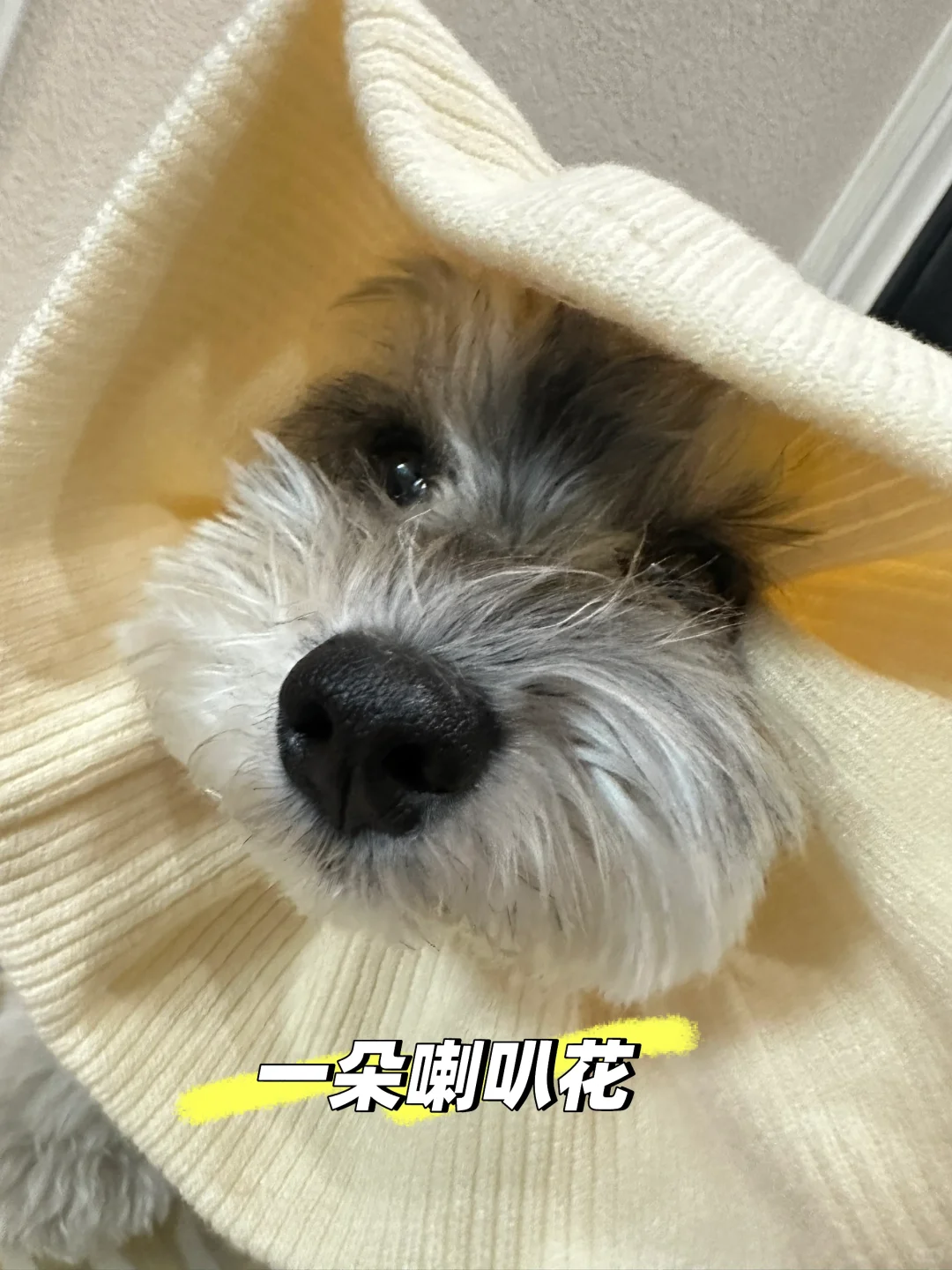 变身后越来越圆润的六姐
