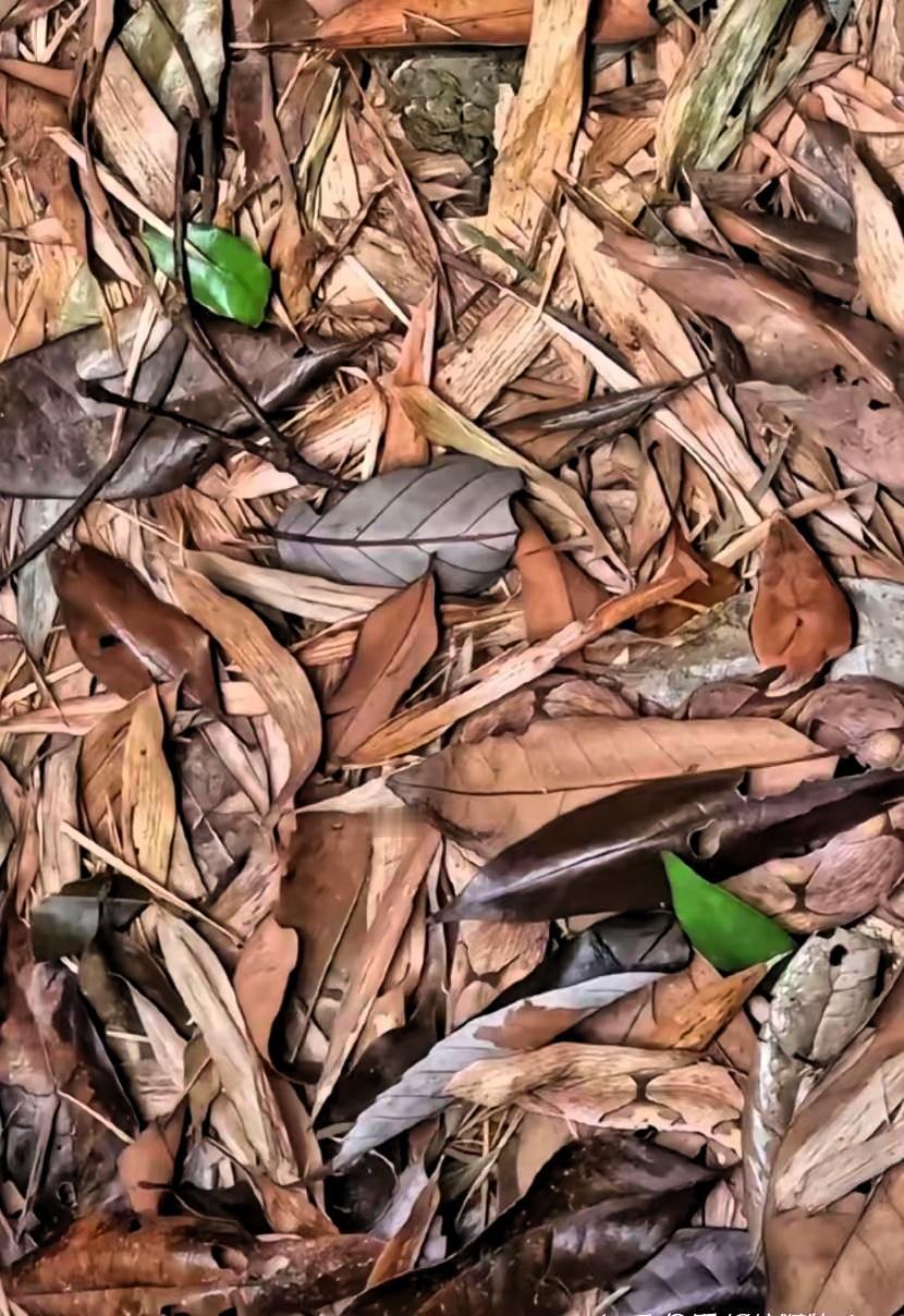 考眼力，下面图中藏着一条可怕的五步蛇能看出来的估计人不多。

提醒大家一下：蛇在