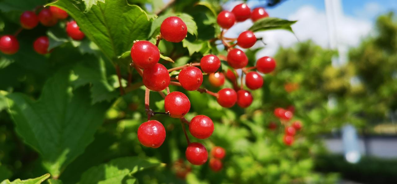 今天，九月九日，重阳节。
说起重阳节，人们就会想起大诗人王维的诗：

九月九日忆