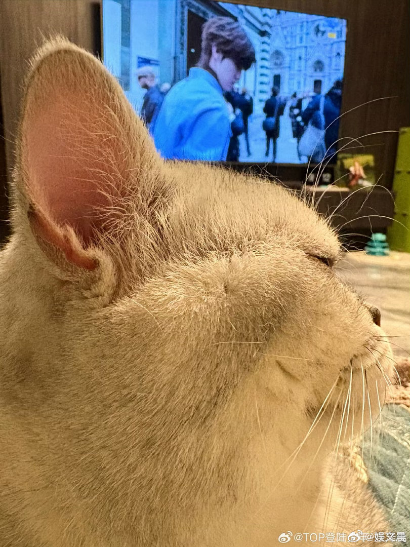 张泽禹发一下小猫 谁懂啊！张泽禹家的小猫也太治愈了，圆乎乎软萌萌，被温柔照顾得超