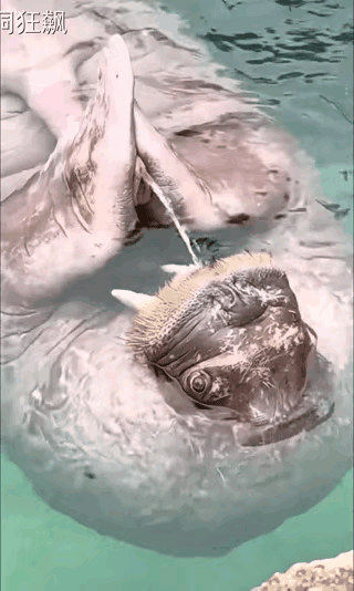 这小动物太可爱了，没有看出来，这是海豹还是海狮？从体型看，感觉像是海豹，也不知道