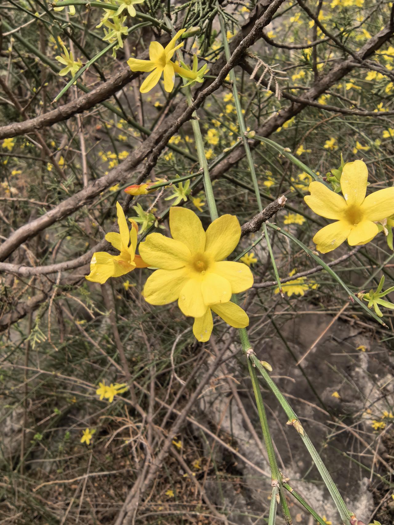 春日生活打卡季上象山观桃花，结果桃花已经到尾声了，遍地落英，黛玉来了会不会又伤心
