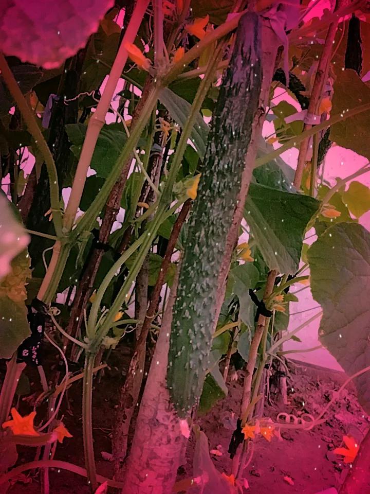黄瓜很嫩，每天来一根！