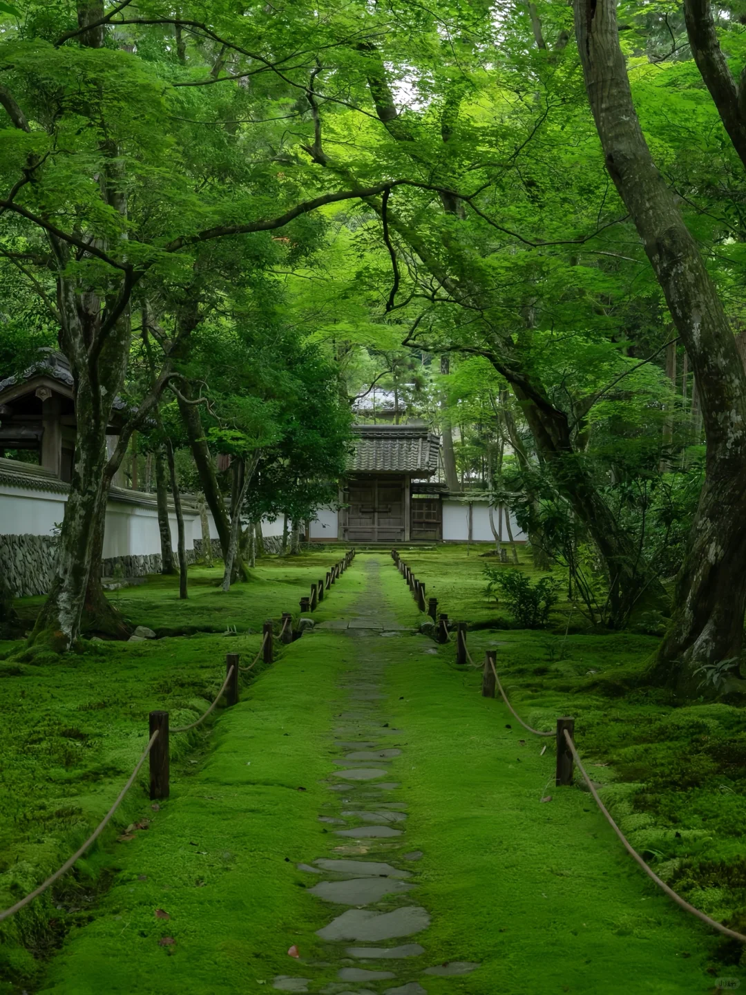 🇯🇵如果京都只去一个寺院