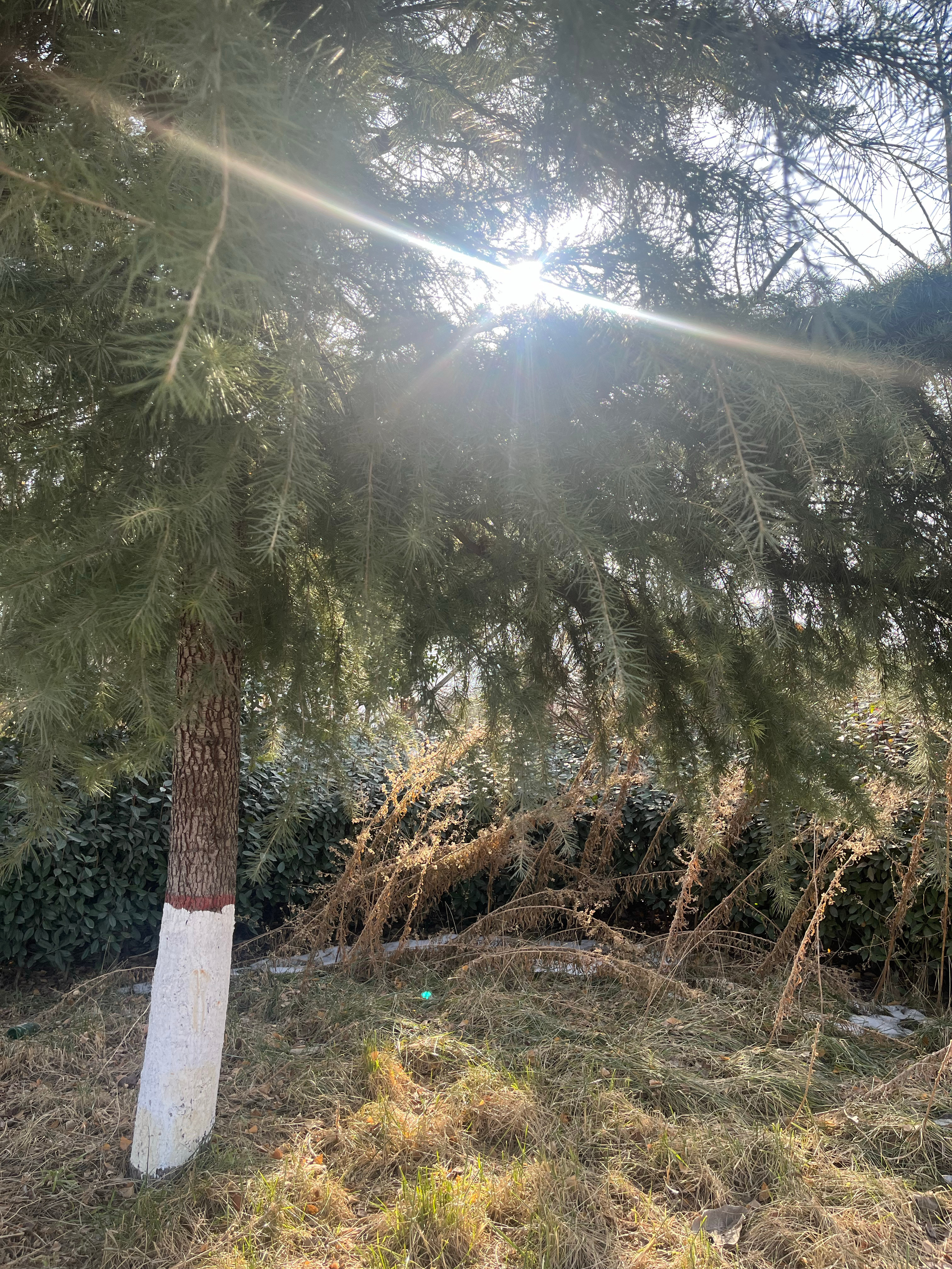 除夕快乐哦 可是过年真的无聊呀[哈欠][哈欠] ​​​