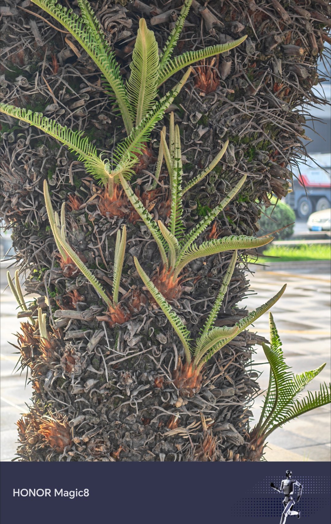 这植物界也有“卷王”了？叶子长得跟小手似的，仿佛在说：“别催了，我正在努力向上爬