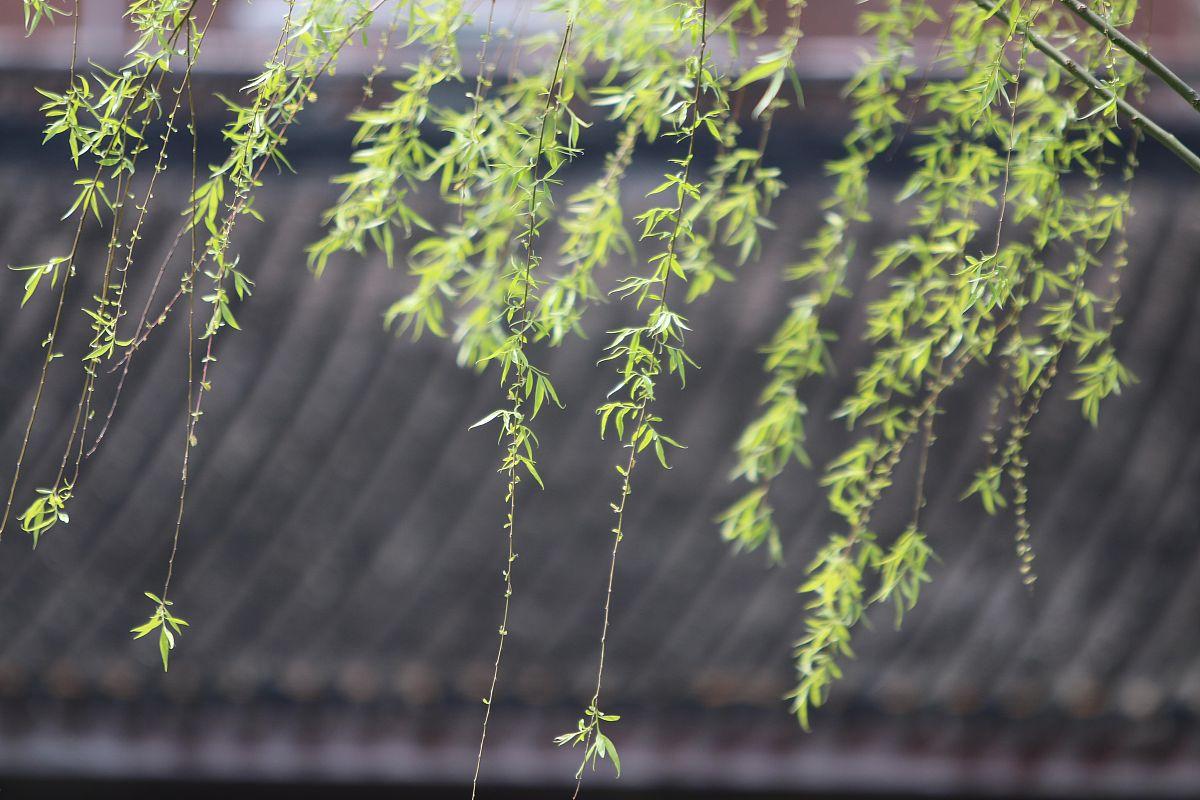 下联：缕缕清风万种情。

（图片来自网络）