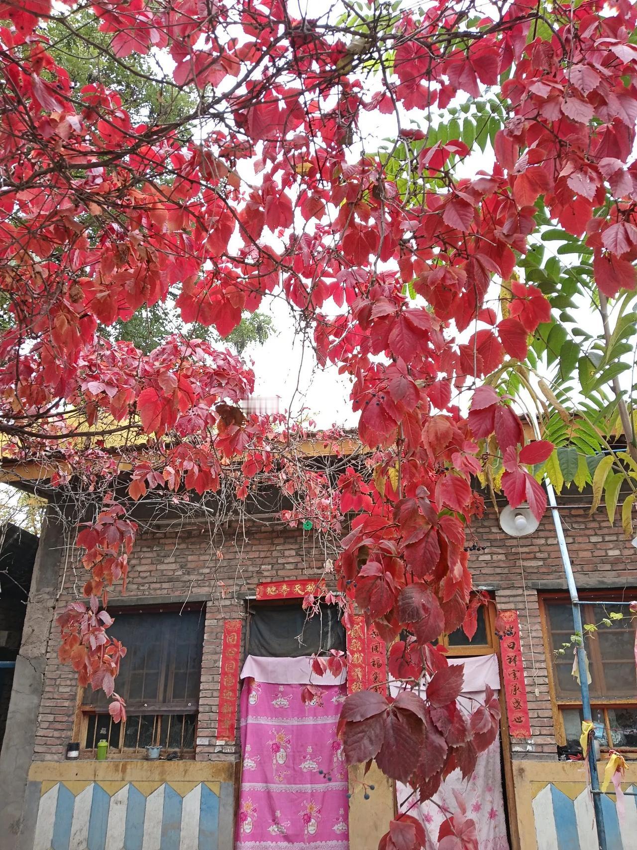 家里房子很多，典型的四合院。孩子们不回家的时候都是我们老两口经常，冬天睡冬天的房