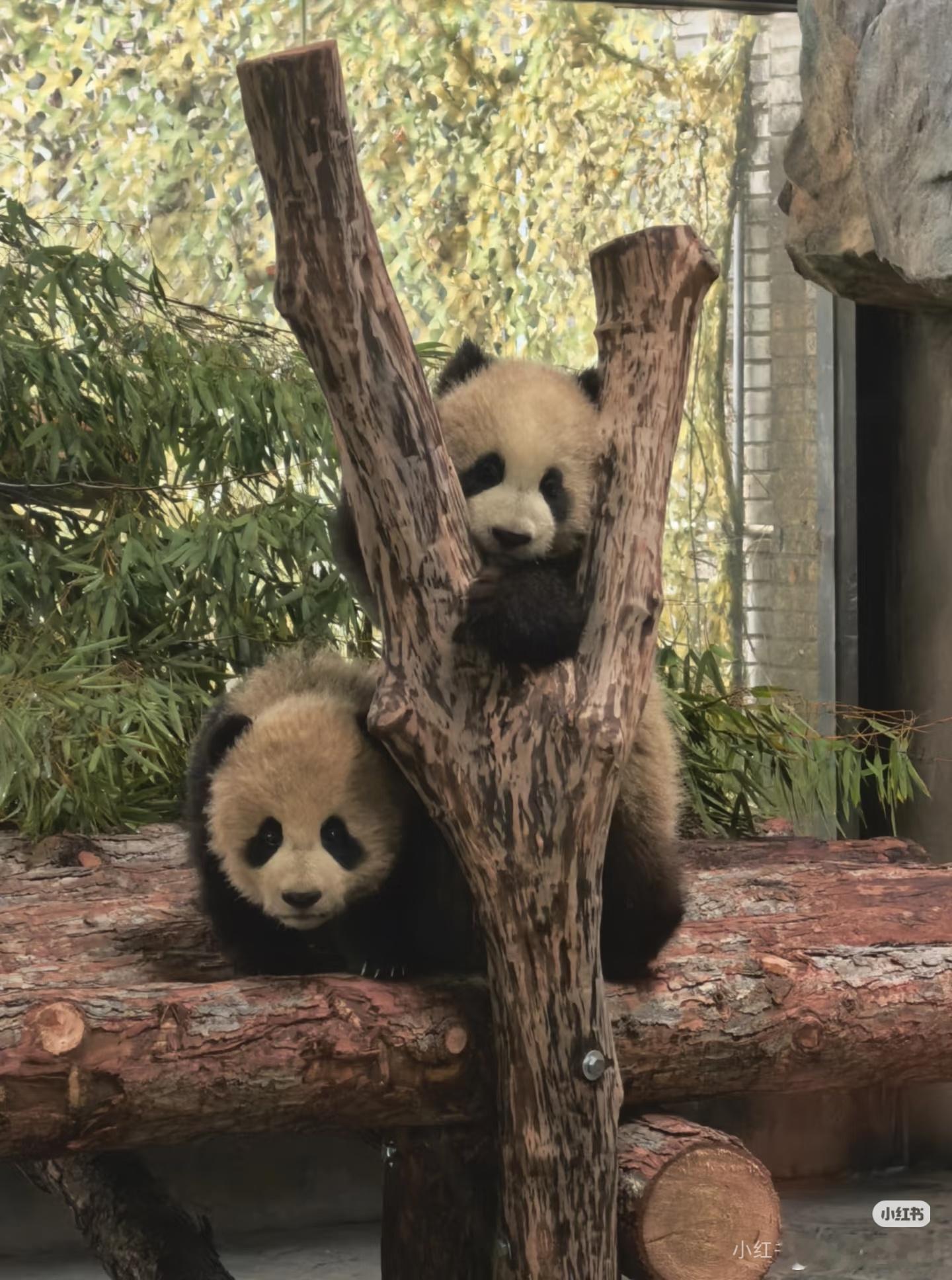 熊猫脏得可爱，白的也可爱，睡觉可爱，醒着也可爱，总结就是长得可爱干啥都可爱。 