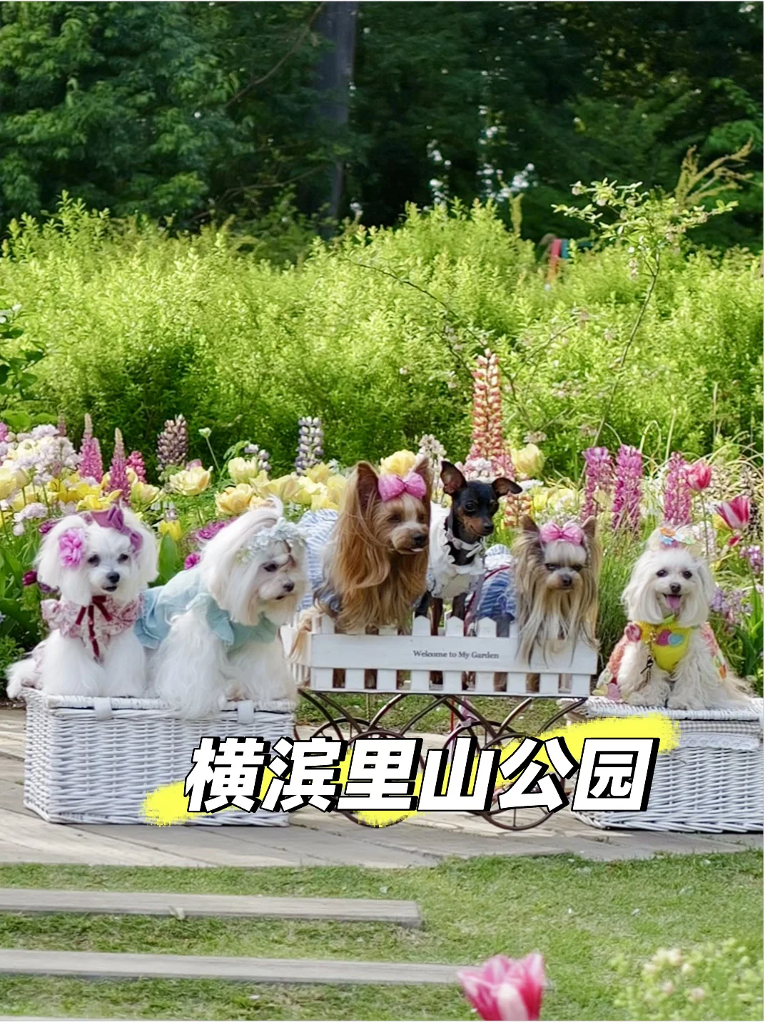 横滨里山ガ-デン｜春季限定莫奈花园