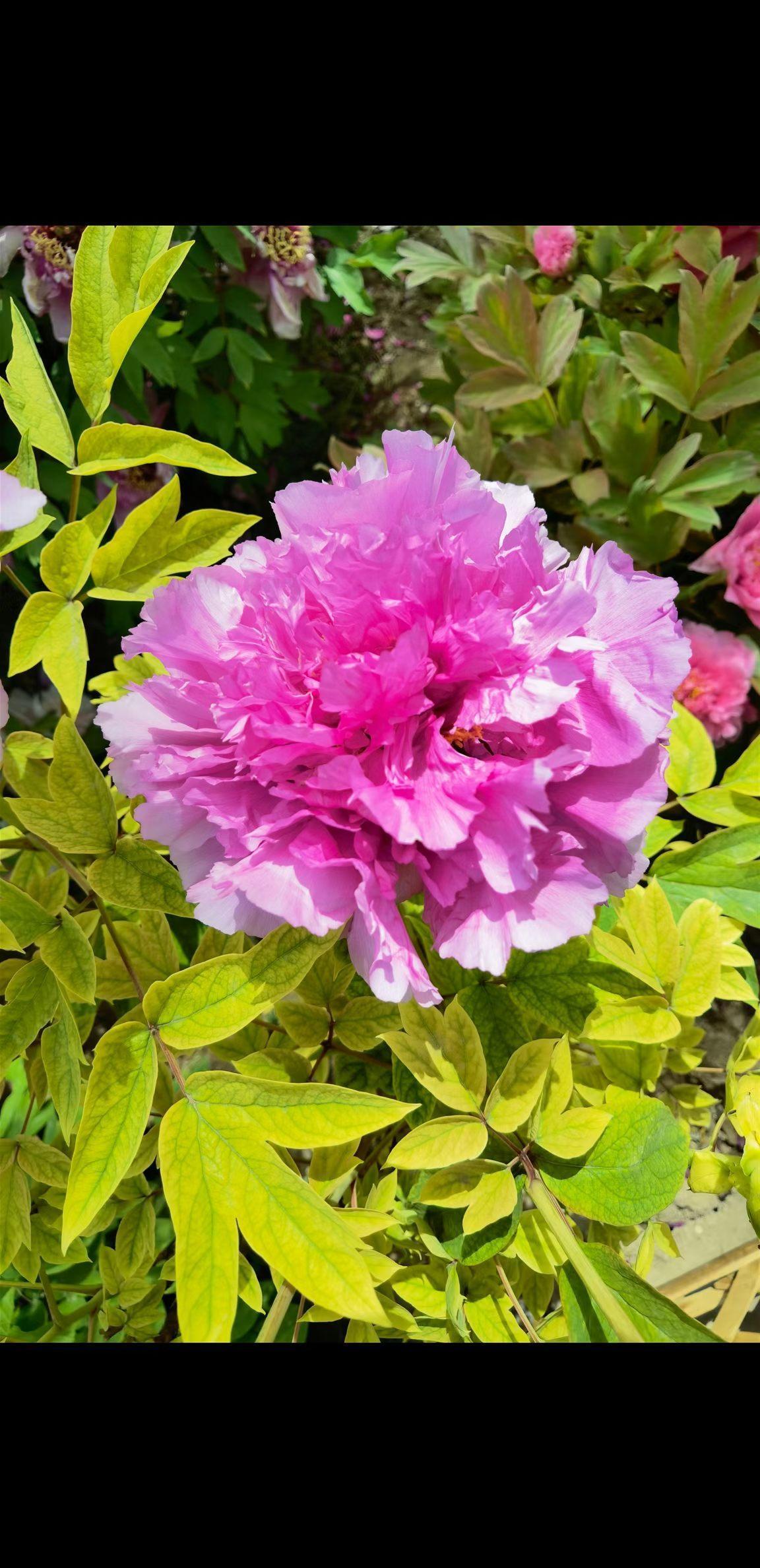 人生如花般，光荣绽放，美好青春。珍惜拥有，享受生活，好好爱自己。[送自己一朵花]