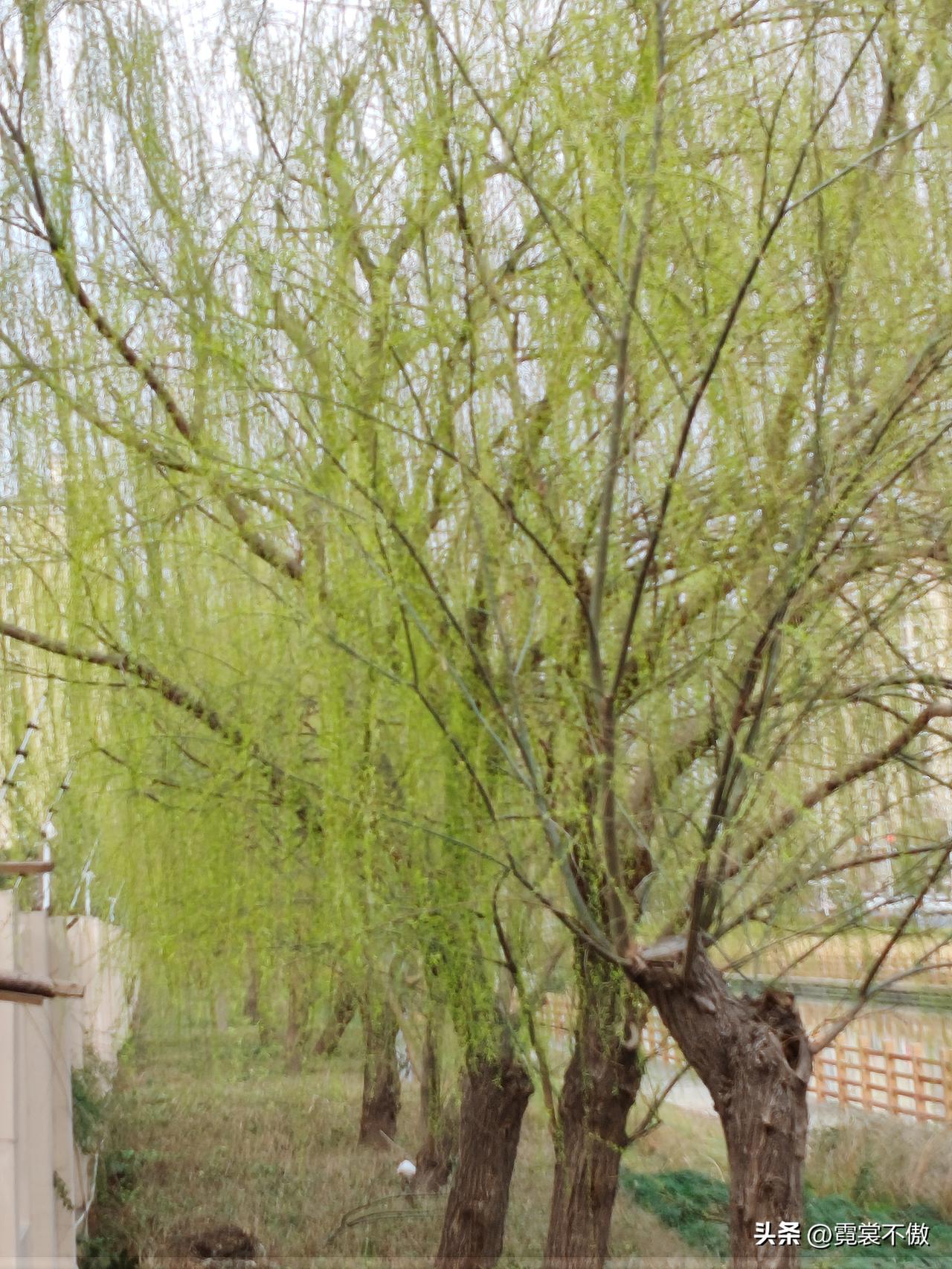 昨天柳条还呈黄色，今日已经变绿了。这变化也太神奇！春风一吹，柳树仿佛被施了魔法。