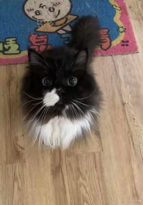 小猫又像挖鼻又像竖中指 