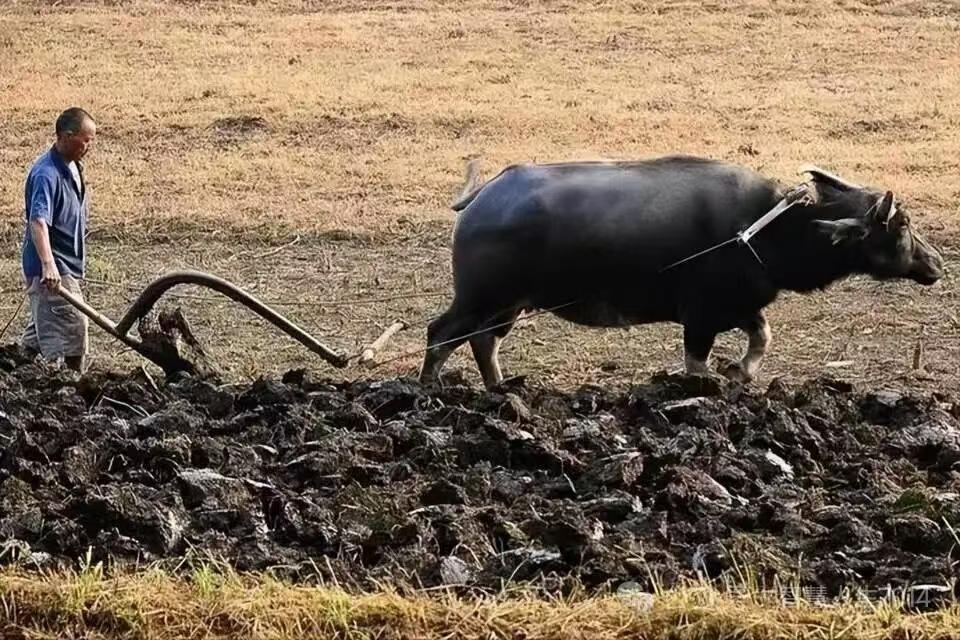 天净沙·老牛耕春
晓犁破露春泥，
老牯躬垄齐蹄，
东风翻绿新畦。
一耕千顷，
田