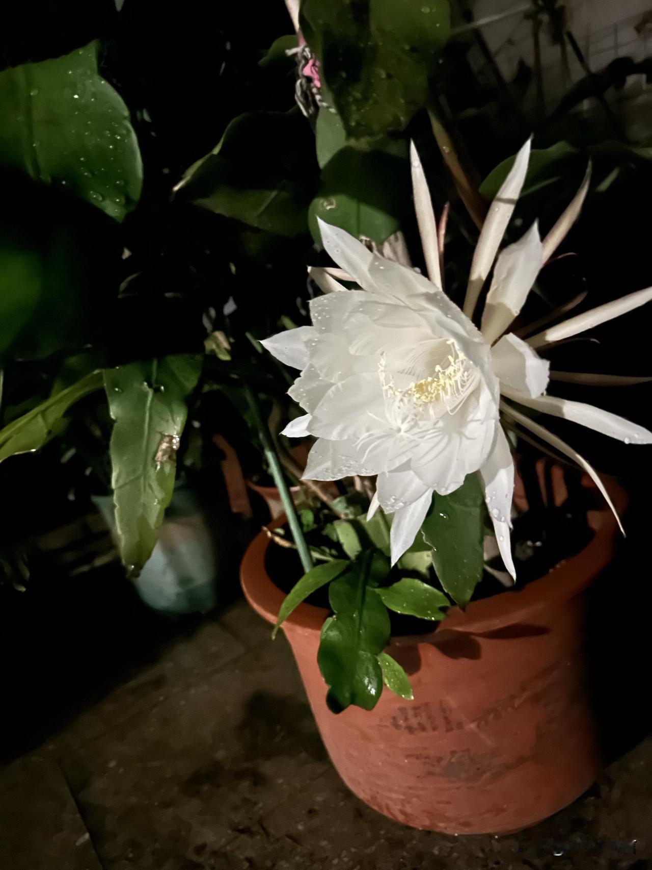 ，什么花都行