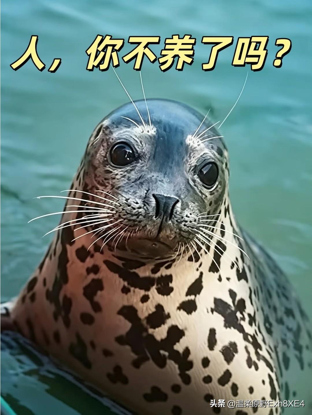娜娜还会回来吗？上次出去4天后回来了，这次又过了4天，还不见娜娜身影。被风吹瘪的