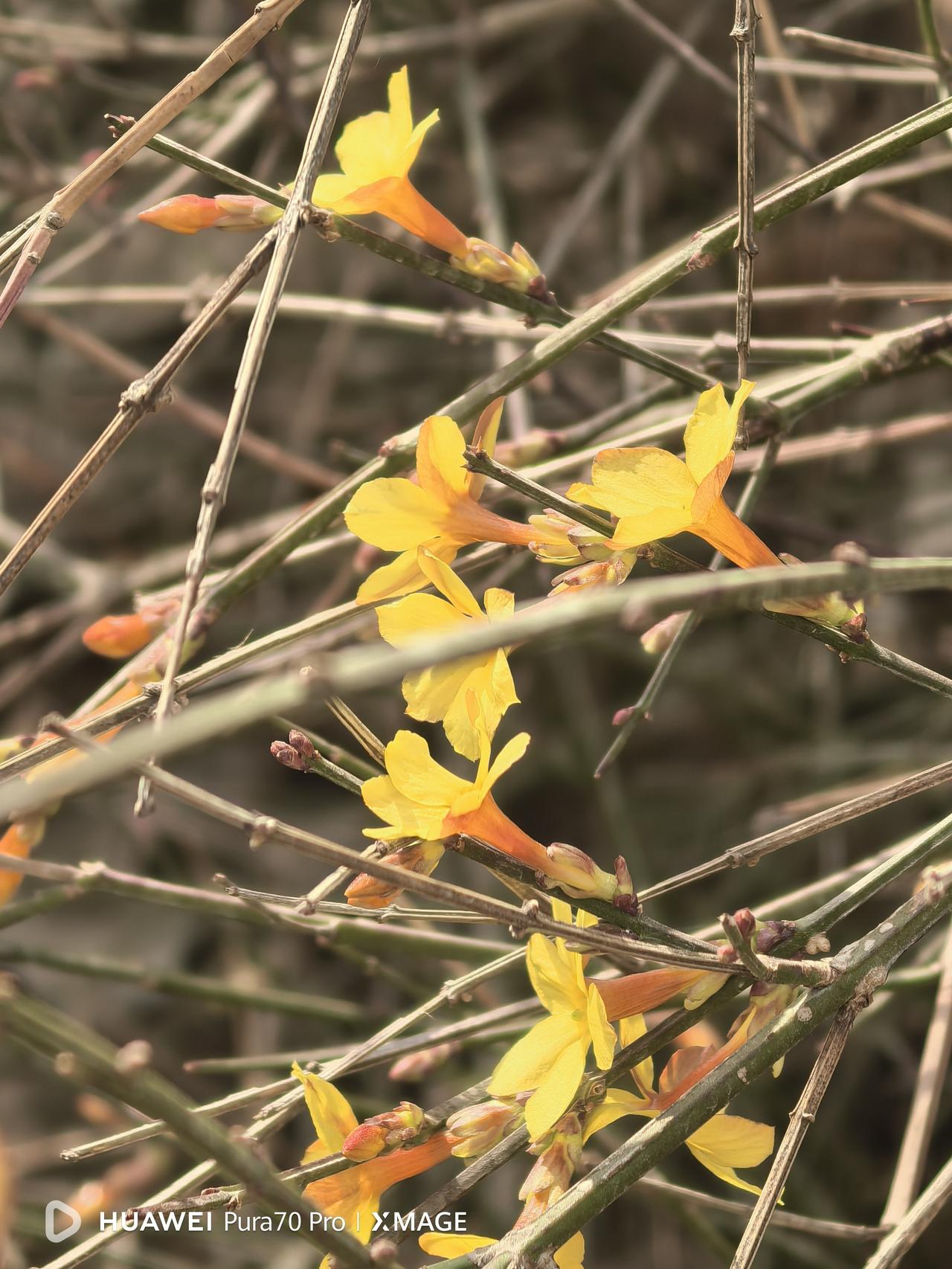 春雨贵如油！
蒙蒙细雨，湿润了初春，唤醒了春的萌动。迎春花开了，柳眉绿了……