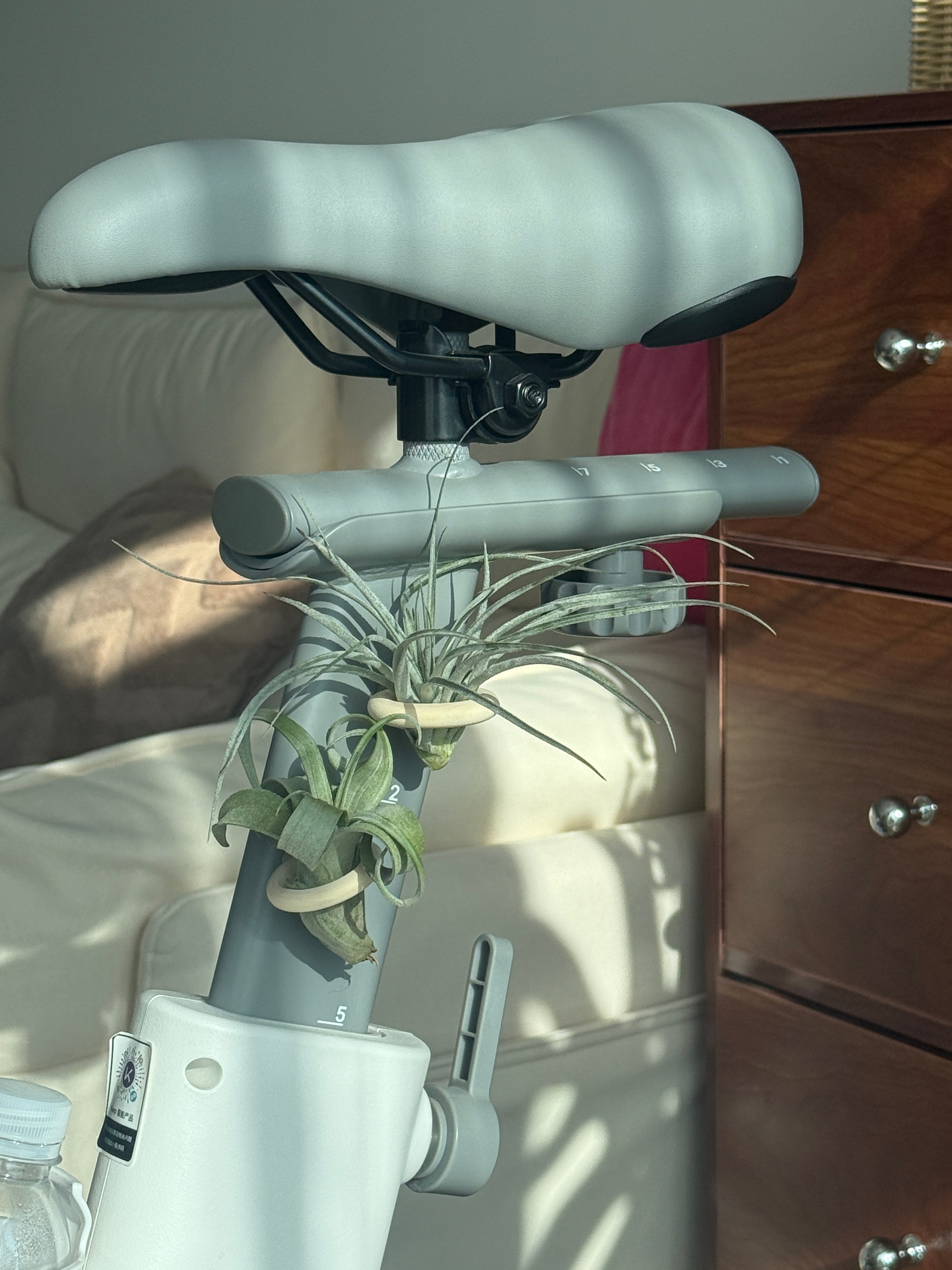 给小空气凤梨们晒晒太阳，然后爱喝水的几位泡个营养澡！生机勃勃！阳光正好！有木有养