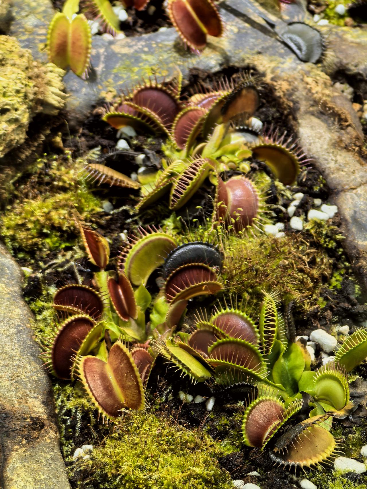 有没有拍过植物或者花朵的照片温室里的保温箱——食虫植物温室花卉（国家植物园南苑温