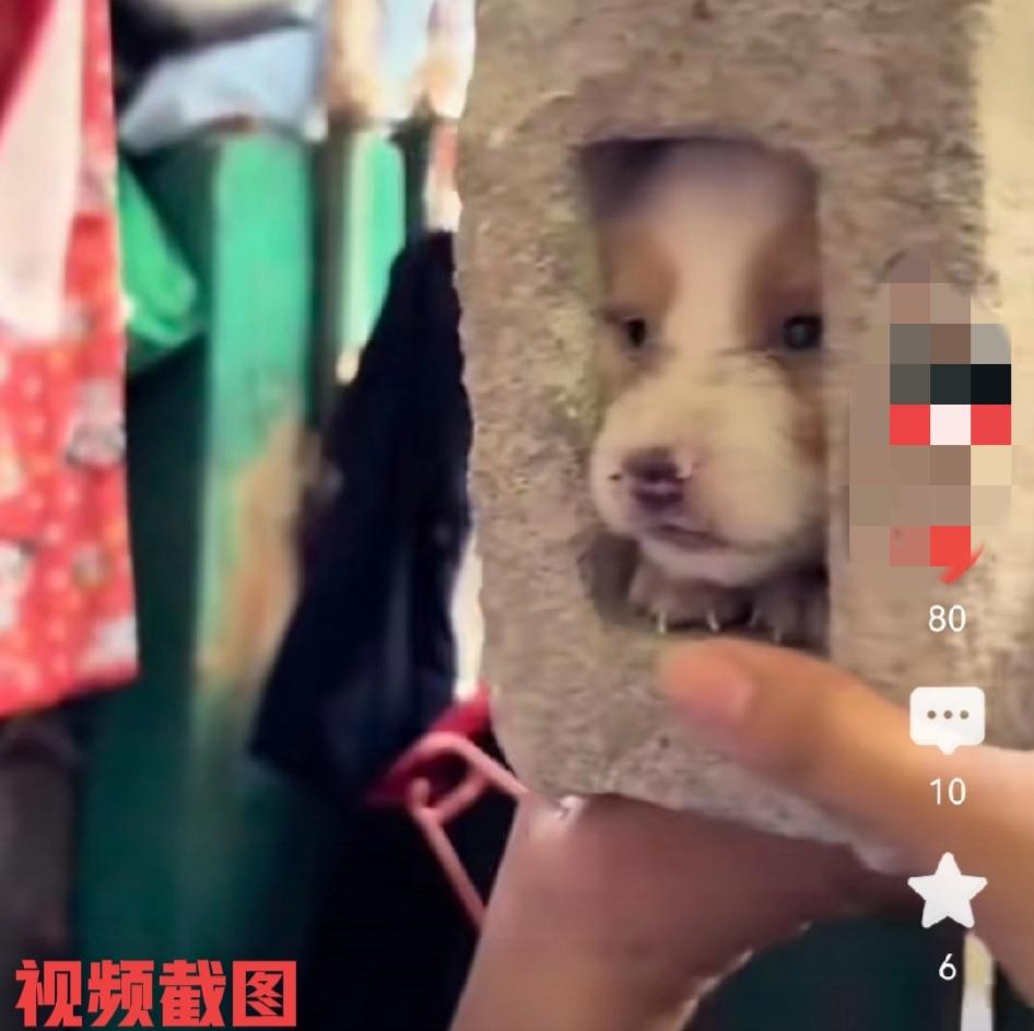 有只淘气狗狗不知怎么玩耍。

此刻狗狗却将自己的小狗头卡进了一块空心砖中，这把狗