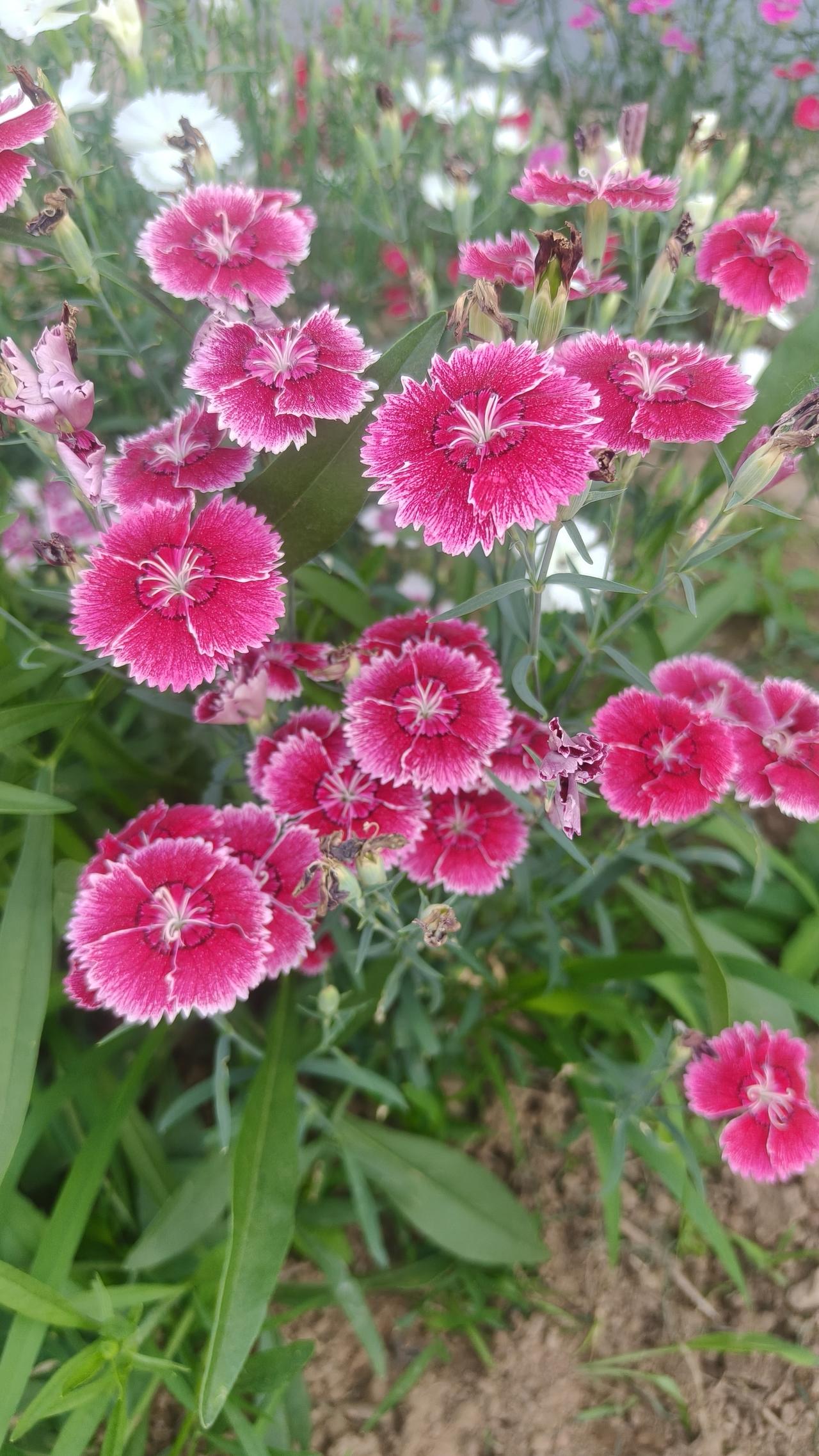 路边偶遇，花开的灿烂，装点生活。现在环境好了，真的不错
