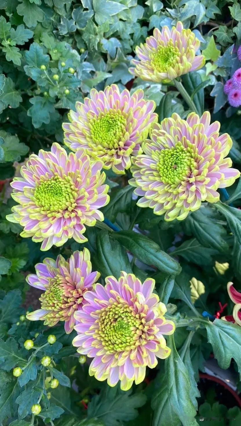 冬日生活打卡季羅莎諾伊莉莎白