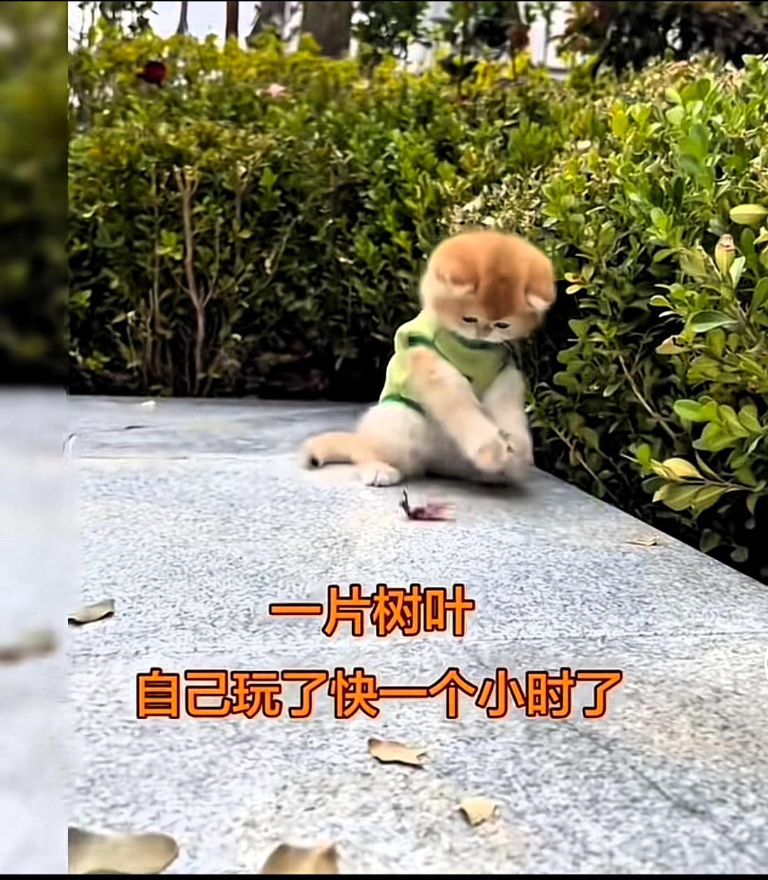 刷到该视频有亲身体会，画面中的小猫咪，见到一片树叶就玩了一个小时，它换着不同姿势