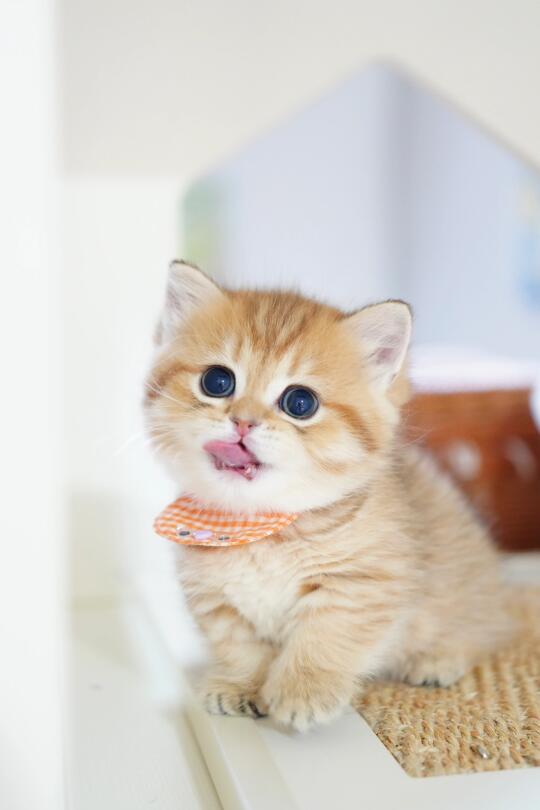 虎虎我啊人见人爱🐯