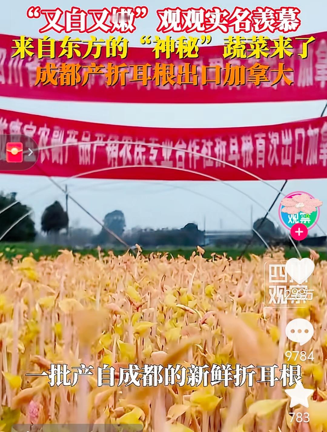 东方“神秘蔬菜”出海，加拿大朋友准备好被折耳根征服了吗？

来自东方的神秘蔬菜正