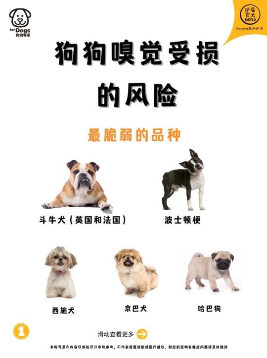 狗狗嗅觉受损的风险