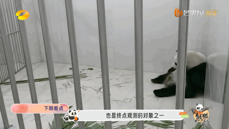 #熊猫一家人下期喜豆生崽#从怀孕中到准备生产，喜豆的每一步都牵动着所有饲养员的心