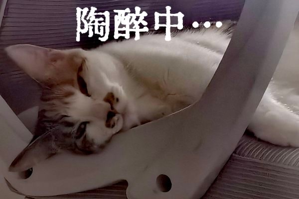14511只狸倾力制作家女表情包两张 