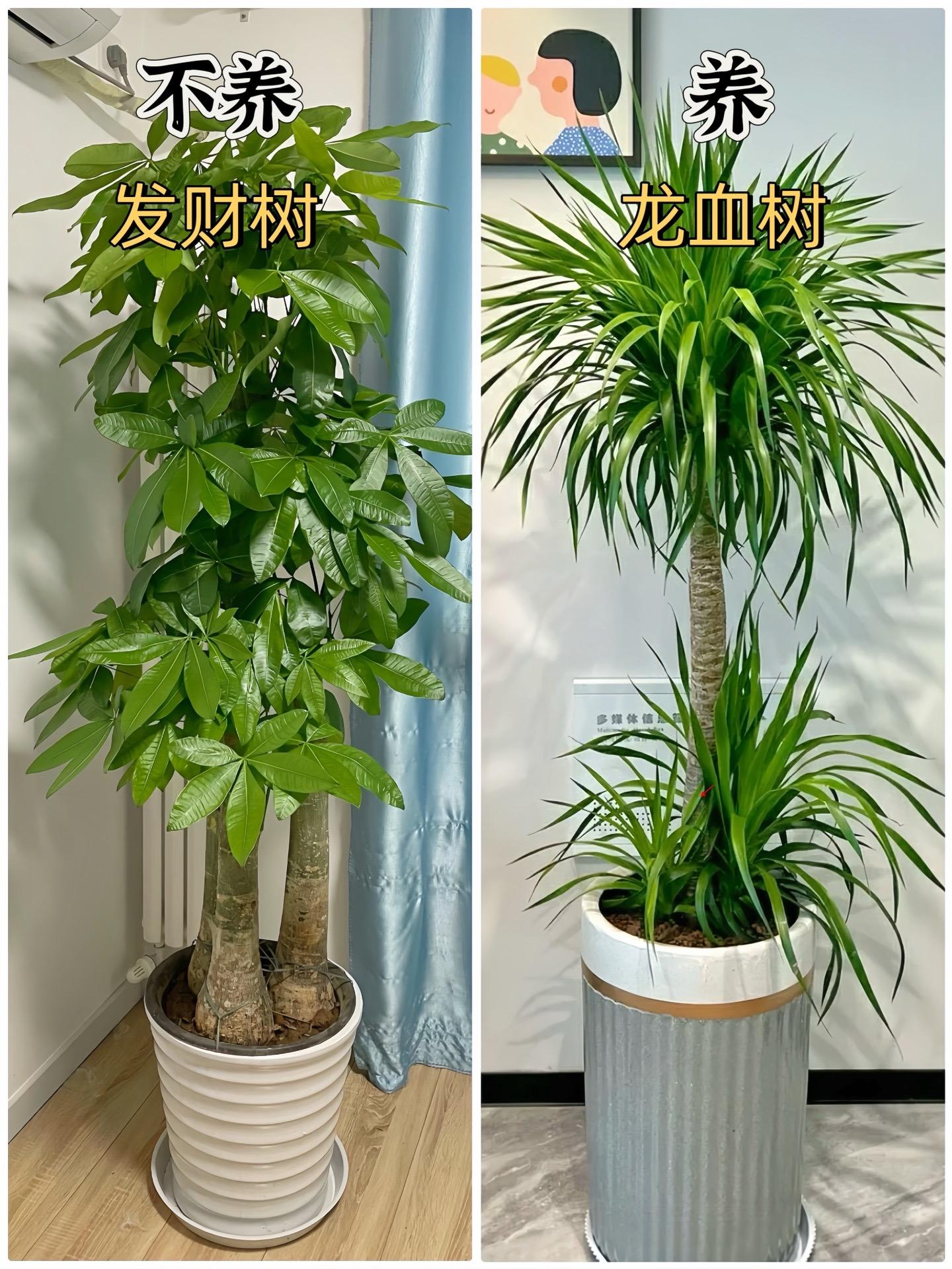 适合客厅摆放的绿植，九养九不养！绿植是新家软装的关键所在，选到合适的绿...