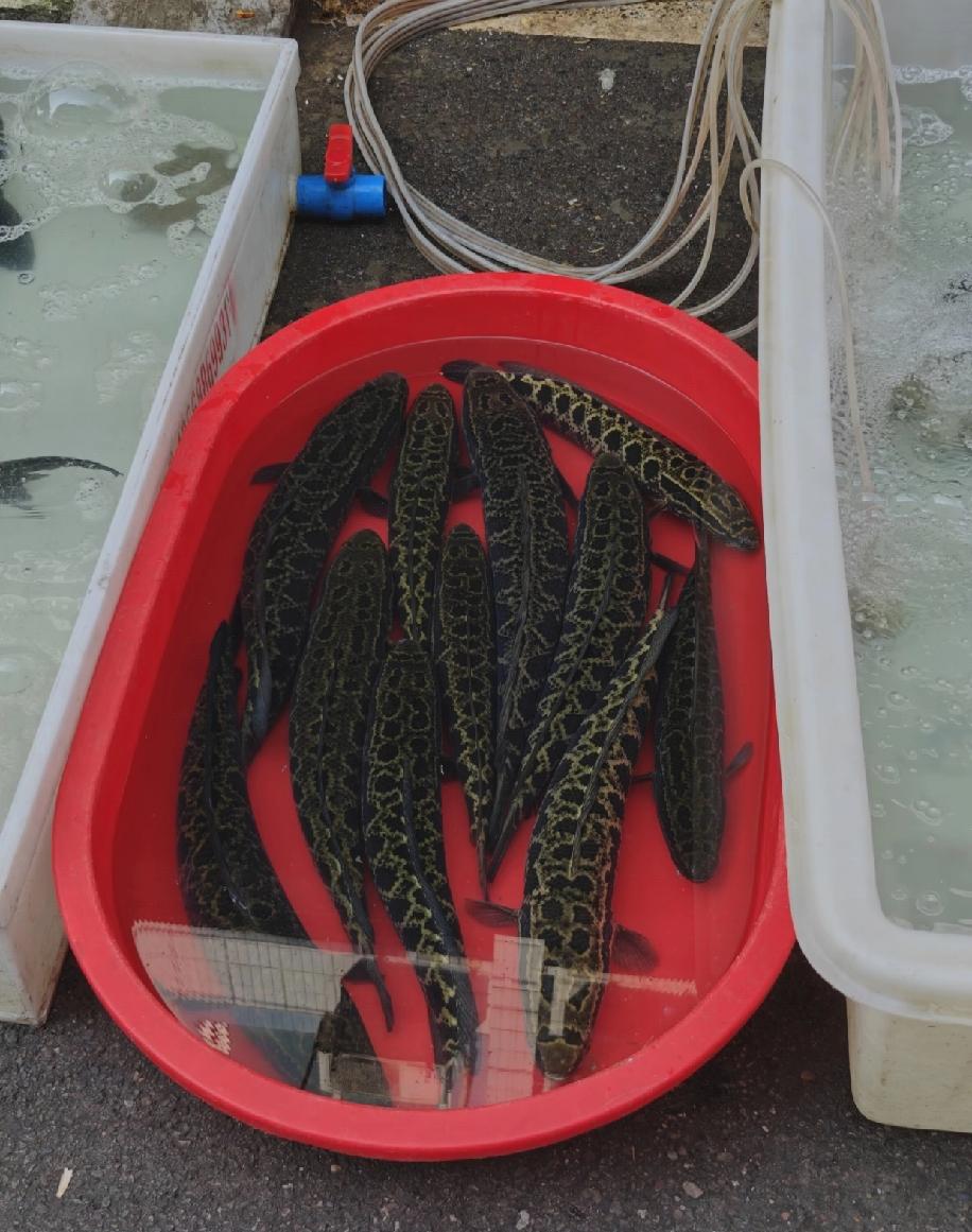 最近总听身边人说，有不少人都特别怕这种鱼，我看着这种鱼，心里也犯嘀咕，实在想知道