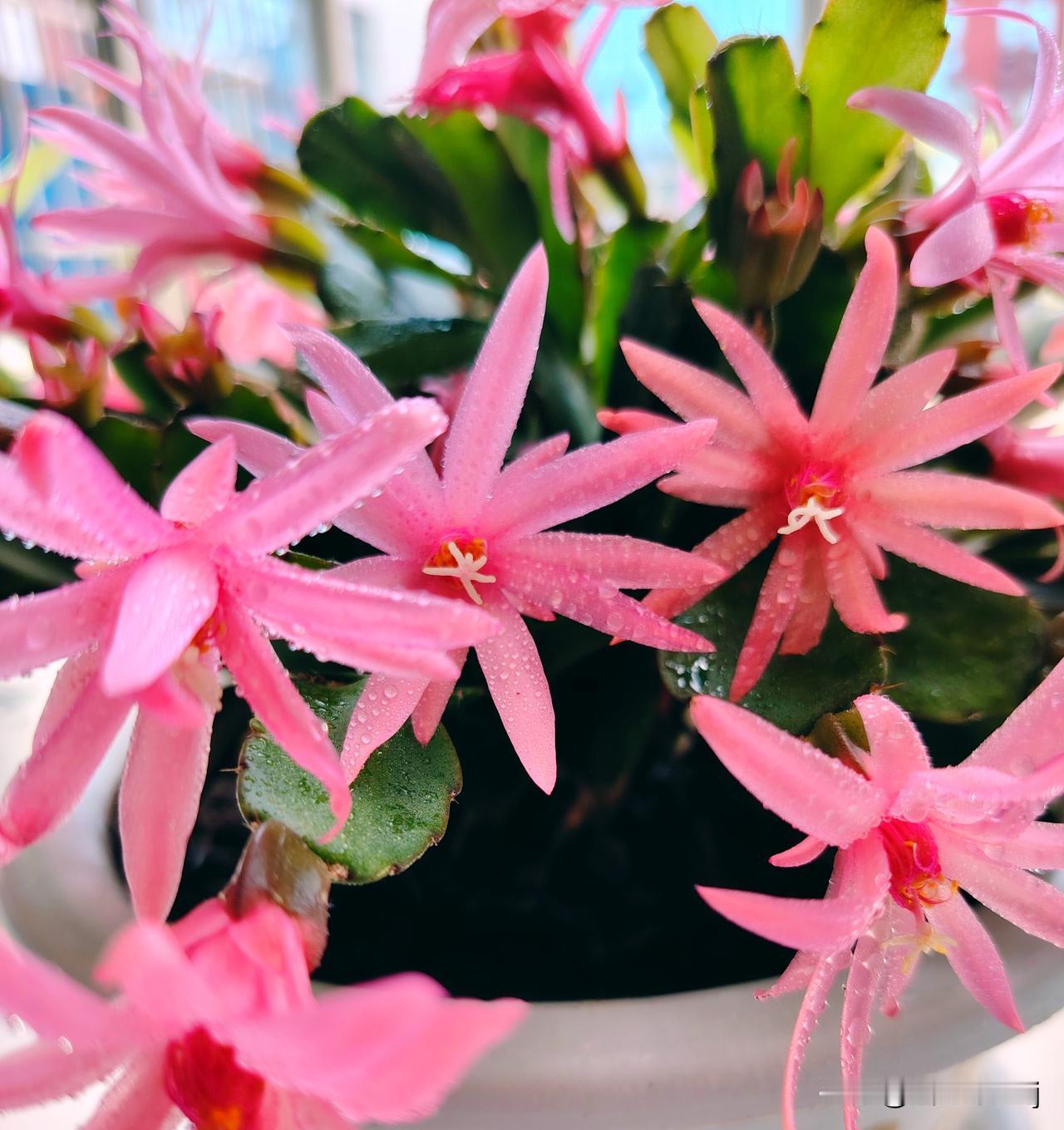 晒晒随手一拍美丽的花朵艳丽的蠏瓜兰花