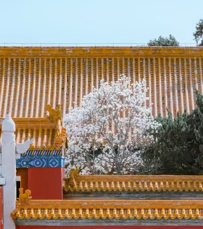 如何轻松接住北京春天 在这里，有着属于春天的仪式感，不管是文化沉淀出来的历史感，