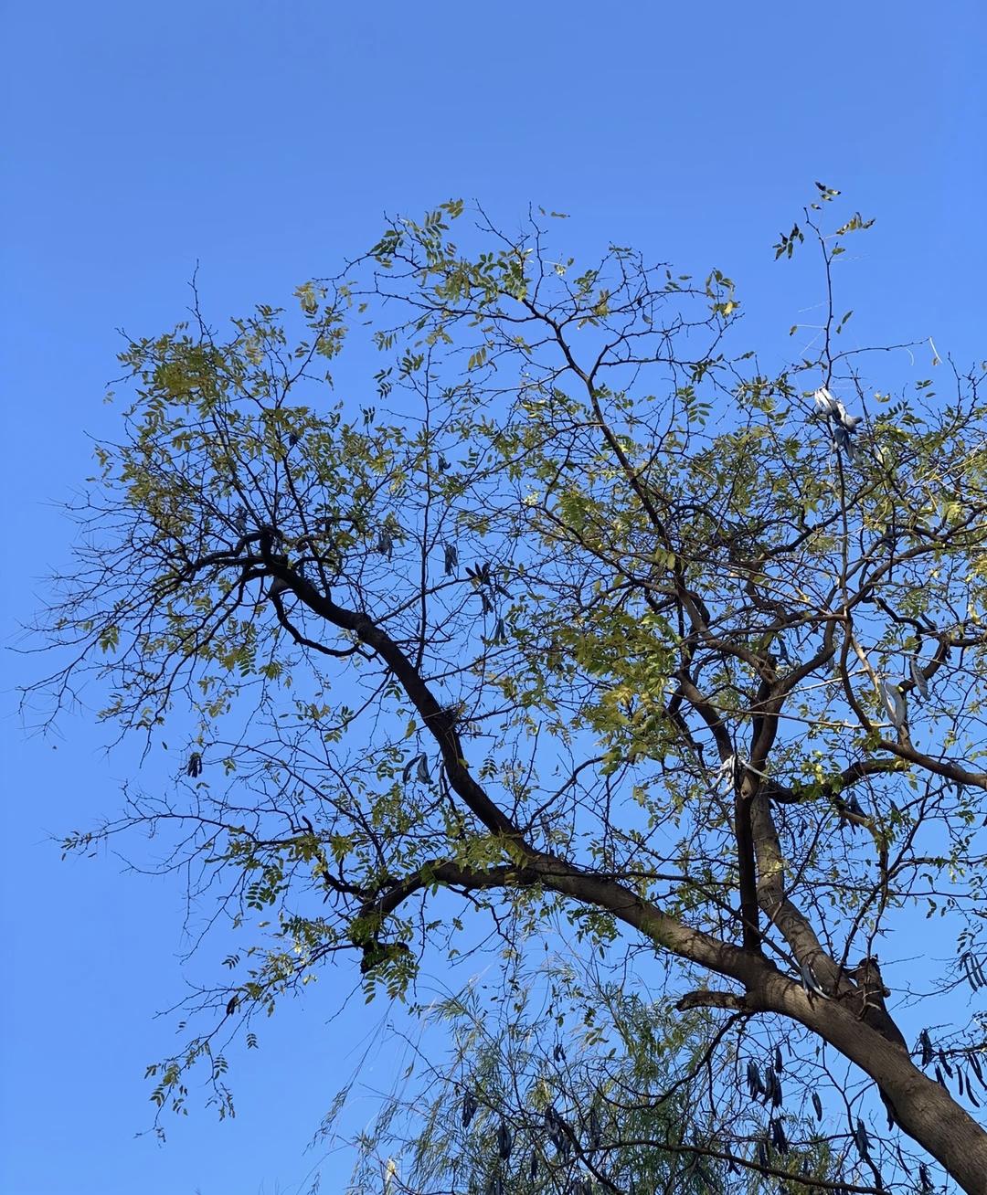 今天出门时偶然抬头，撞见了这片澄澈的蓝天和肆意舒展的枝桠。阳光穿过稀疏的叶片，在