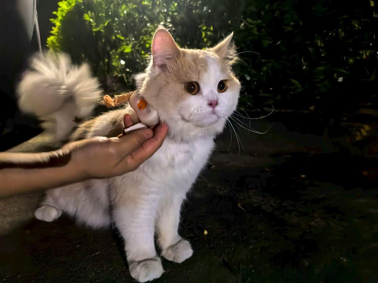 珠海寻猫咪主人！
小区内看到一只乳白长毛英短猫，脖子带项圈，应该是一个定位器，圆
