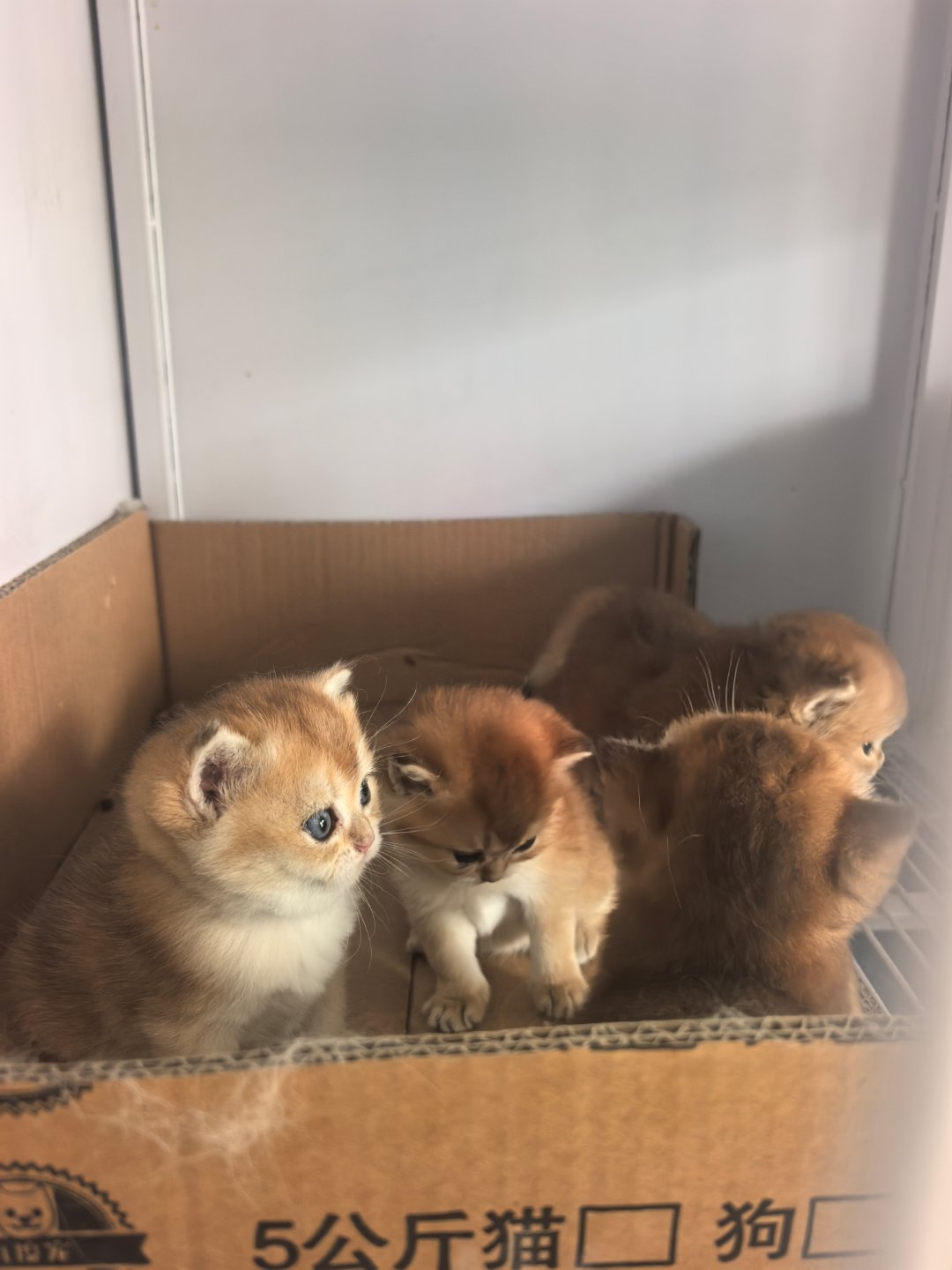 金丝猴小猫