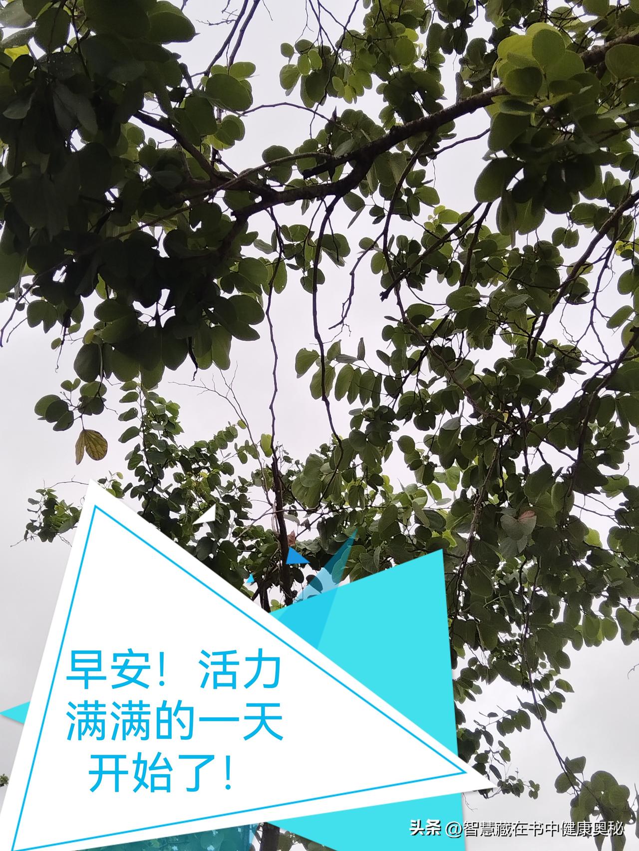 早安！祝愿您幸福安康每一天！
夏日的清晨，今天乌云滚滚，风吹动，云也动，欢迎您也