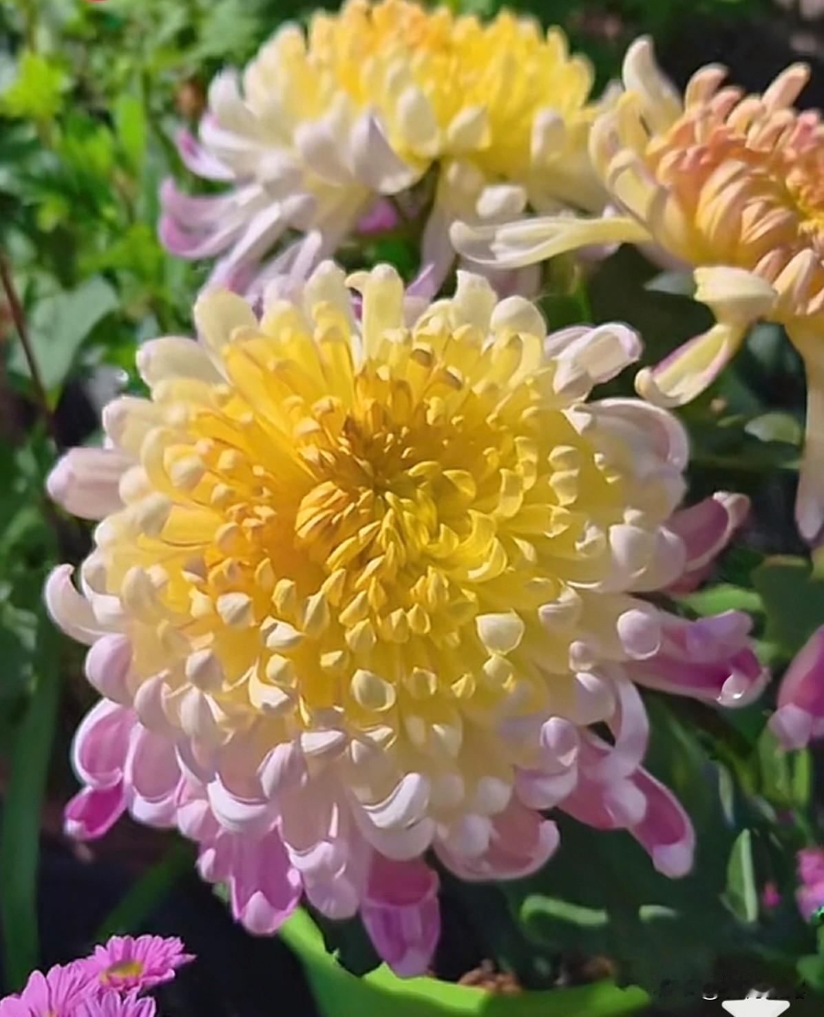 分享一组手机里的菊花。
秋菊花开，色彩斑斓，
姹紫嫣红，缤纷多彩。
婀娜多姿，风